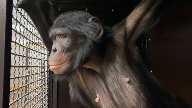 Что происходит утром с Шимпанзе:) смотреть онлайн