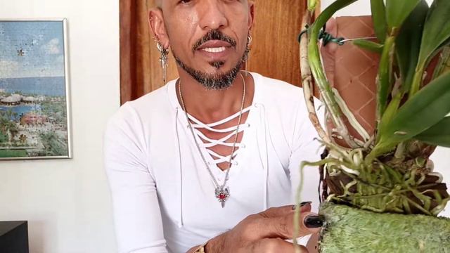 🌱🌷🌹 MAIS UMA ORQUÍDEA CULTIVADA NO TECIDO FLORIDA DE FORMA EXUBERANTE 🌱🌷🌹