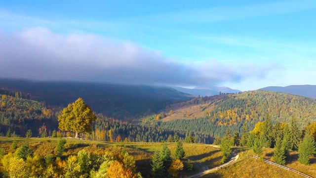 Dan Gibson’s Solitudes - Spruce Woods | Forest Guitar