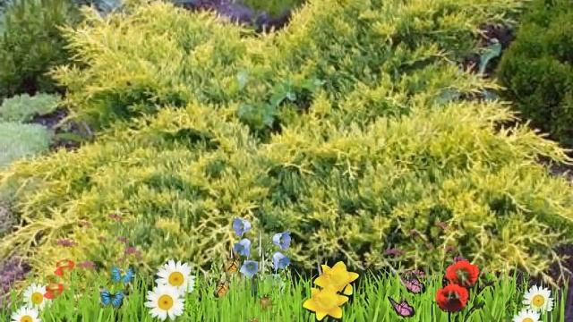 Можжевельник средний Голд Стар ? Обзор: посадка и уход. саженцы, крупномеры: описание и особенности смотреть онлайн