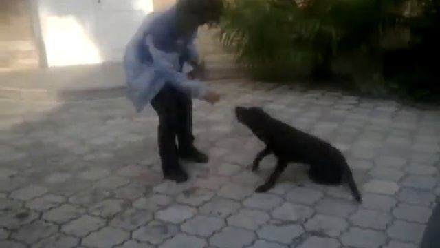 Дрессировка с кликером (кувырок)Бруно4.wmv смотреть онлайн