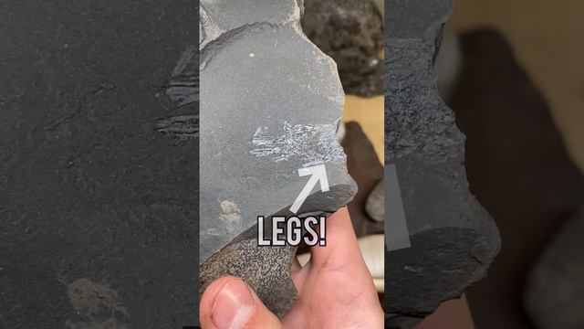 Extremely Rare Unknown Fossilized Shrimp! смотреть онлайн
