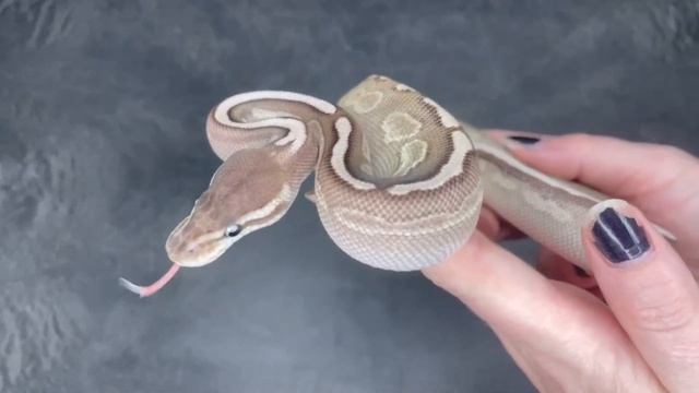 Cinnamon Lesser 100% het VPI Axanthic / Piebald Ball Python - 2023.3-3 смотреть онлайн