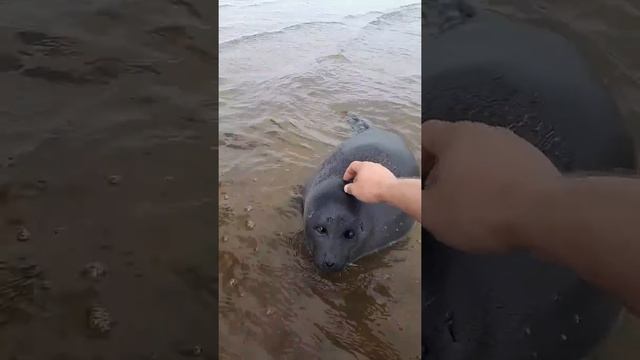 Уставший нерпенок Нижнеангарск смотреть онлайн