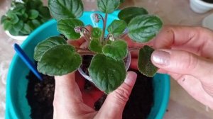 Трейлерные сорта Фиалок. Техника выращивания. Фиалки у Алисы.