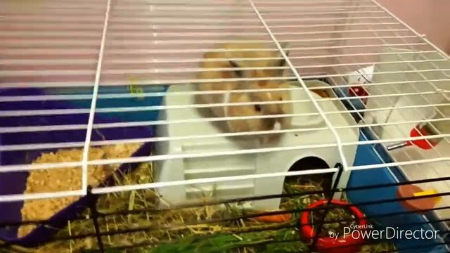 Влог:Я В ДЕТСКОМ САДУ//ЖИВОЙ УГОЛОК смотреть онлайн