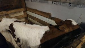 У телёнка встал желудок