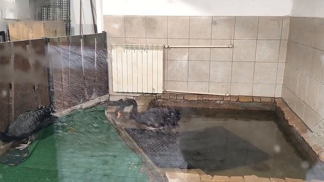 ВАРШАВСКИЙ ЗООПАРК смотреть онлайн