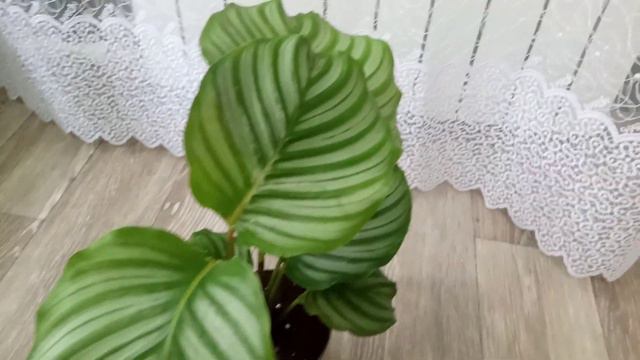 Комнатные Растения. У Меня Опять Новинка👍👌🤩 смотреть онлайн