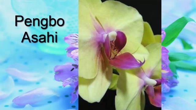 Орхидея. Каталог орхидей фаленопсис. Часть 5. Находите своих красавиц! смотреть онлайн