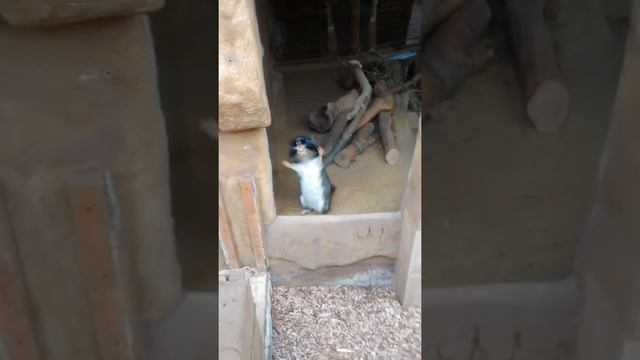 Waving plains viscacha смотреть онлайн