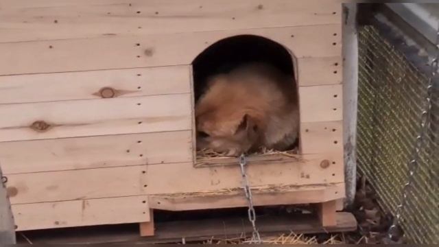 Везем Бублика на рентген челюсти и соскоб кожи. У Цацы появился Зрачок? смотреть онлайн