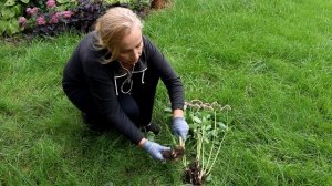 Никогда не сажайте этот многолетник если любите скучный сад! Очиток видный или седум - посадка, ухо