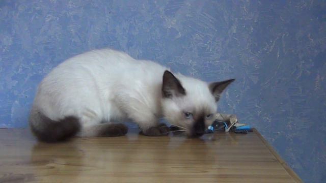 Тайский котенок O'Henry смотреть онлайн