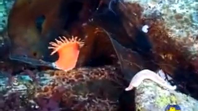 Анемоны смотреть онлайн