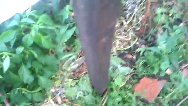 Выращивание перца в тоннеле. Первый перец. смотреть онлайн