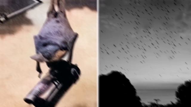 Weirdest But Most Amazing Military Weapons Ever Created смотреть онлайн