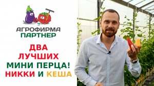 ДВА ЛУЧШИХ МИНИ ПЕРЦА НИККИ И КЕША