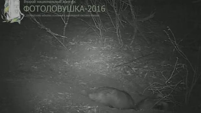 ID886/Хопёрский заповедник/Хищники/Кто в доме хозяин. Семейные разборки барсуков смотреть онлайн