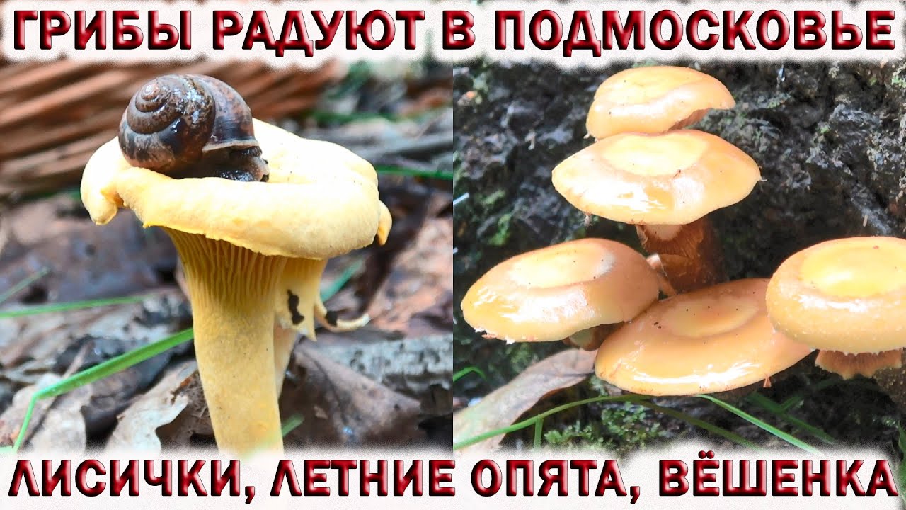 ?ГРИБЫ ЛИСИЧКИ, ЛЕТНИЕ ОПЯТА, ВЕШЕНКА? РАДУЮТ ГРИБНИКА В ЛЕСАХ ПОДМОСКОВЬЯ смотреть онлайн