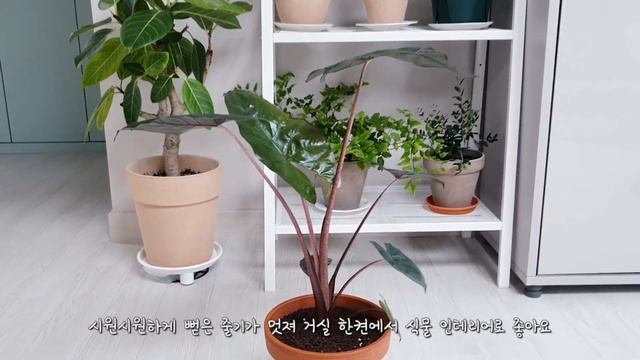 [희귀식물 언박싱] 알로카시아 유카탄 프린세스 /알로카시아 키우는 방법 # Alocasia Yucatan Princess