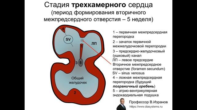 Развитие сердца в эмбриогенезе смотреть онлайн