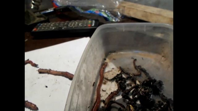 Отравление или заражение? смотреть онлайн