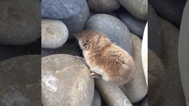 мышка землеройка прячется в камнях. мышь пропитание . в поисках норки mouse Soricidae смотреть онлайн