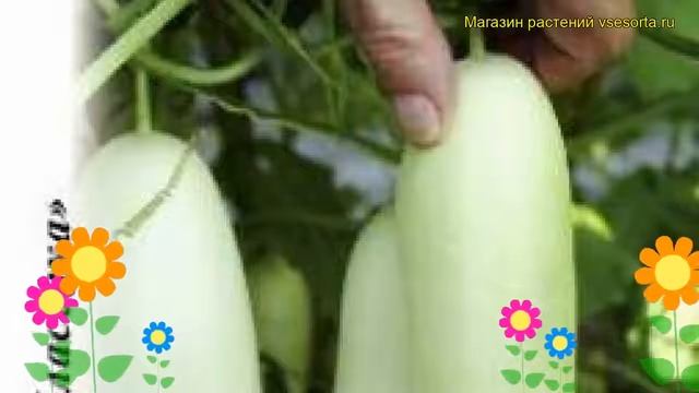 Огурец Белый хруст F1 (Огурец). Краткий обзор, описание характеристик, где купить, семена смотреть онлайн