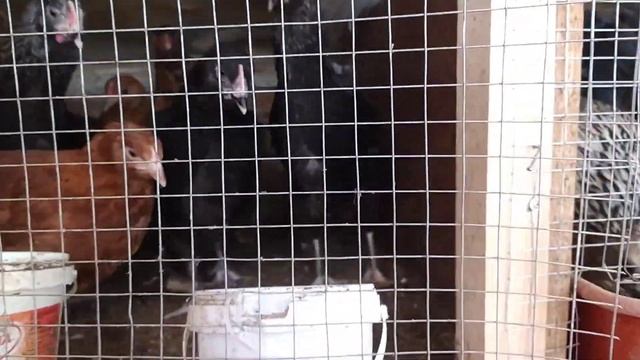 как выгодно обеспечить семью мясом? самообеспечение и чудо лекарство для птиц. смотреть онлайн