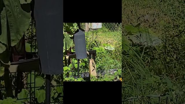 The Repurposed Garden with Wendy Kaufman смотреть онлайн