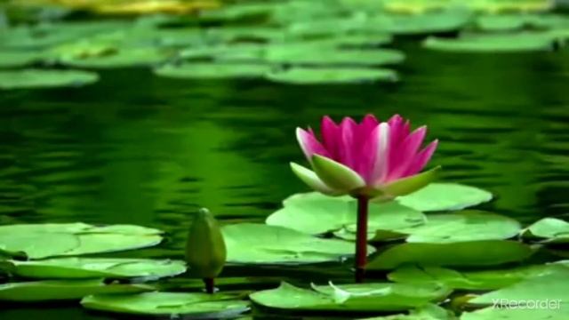 Медитация на открытие сердца и посылание любви | Клаус Джоул: Посланник смотреть онлайн