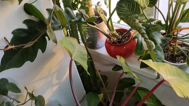 новости с цветочных полок ?флорариум ?алоказии ?обзор растений ? смотреть онлайн