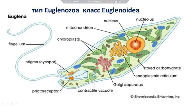 Подцарство Protozoa(Одноклеточные)