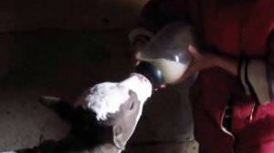 Кормление теленка из соски.