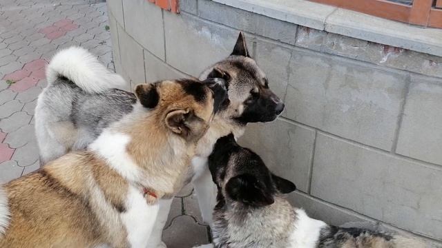 Американские акиты Мила, Рысь, Рари смотреть онлайн