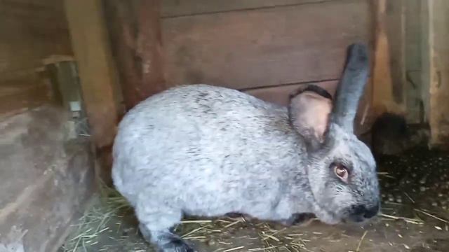 Новости и обзор хозяйства 🐇 смотреть онлайн