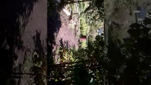 Шашлычки на даче#поселок Грицовский#огород#сад#привет всем# смотреть онлайн