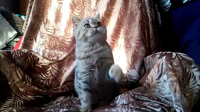 Котик шотландский страйт (шоколадное пятно) смотреть онлайн