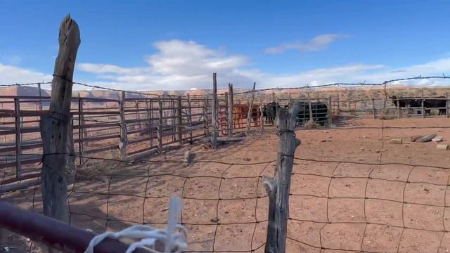 Hauling Horses Into Perkins Point/ Family Day On The Desert/ Babies Are Hitting The Ground смотреть онлайн