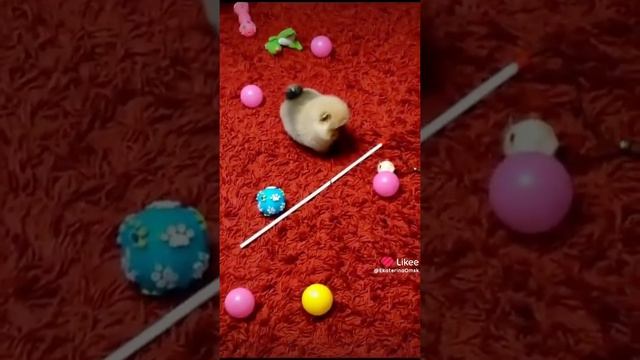 Миниатюрная девочка красотка шпиц❤?? смотреть онлайн