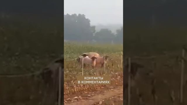 Бараны Суффолк | Принимаем заказы! смотреть онлайн