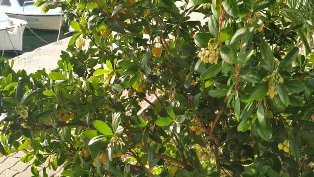 #земляничное дерево Красота и польза, разнообразие природы Адриатики #хорватия #crikvenica смотреть онлайн