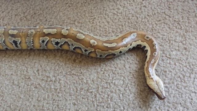 Blood Python vs Boa Constrictor part 2 смотреть онлайн