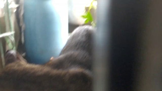 MY CUTE CAT / Sketch Artist Drawing TV смотреть онлайн