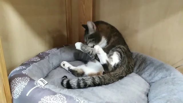 О чём думают кошки? смотреть онлайн