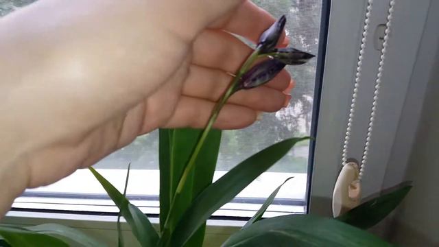 Орхидея Дендробиум, Камбрия, Цимбидиум . смотреть онлайн