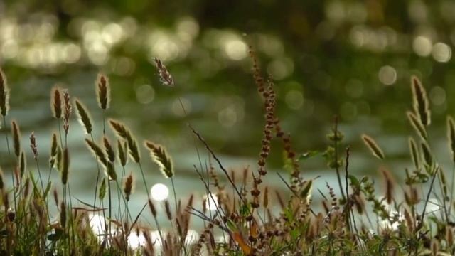 Виктория Огороднова "Вьюн над водой" смотреть онлайн