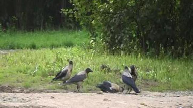 вороны канибалы