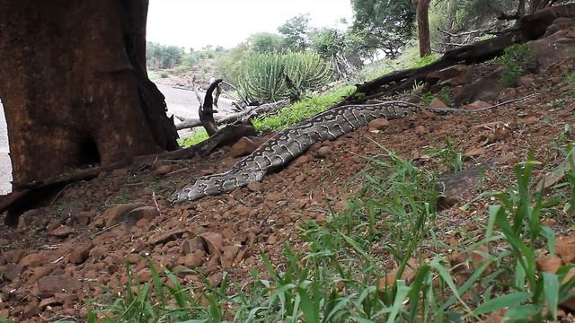 Huge - Rock Python struggles to move after meal of baby impala | Large wild African snake footage смотреть онлайн